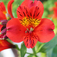 Inkalilie ‘Little Miss Zoe’® - Bakker