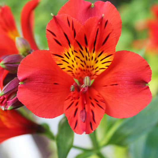 Inkalilie ‘Little Miss Zoe’® - Bakker