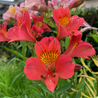 Inkalilie ‘Little Miss Zoe’® - Alstroemeria Little Miss Zoé ® - Bakker