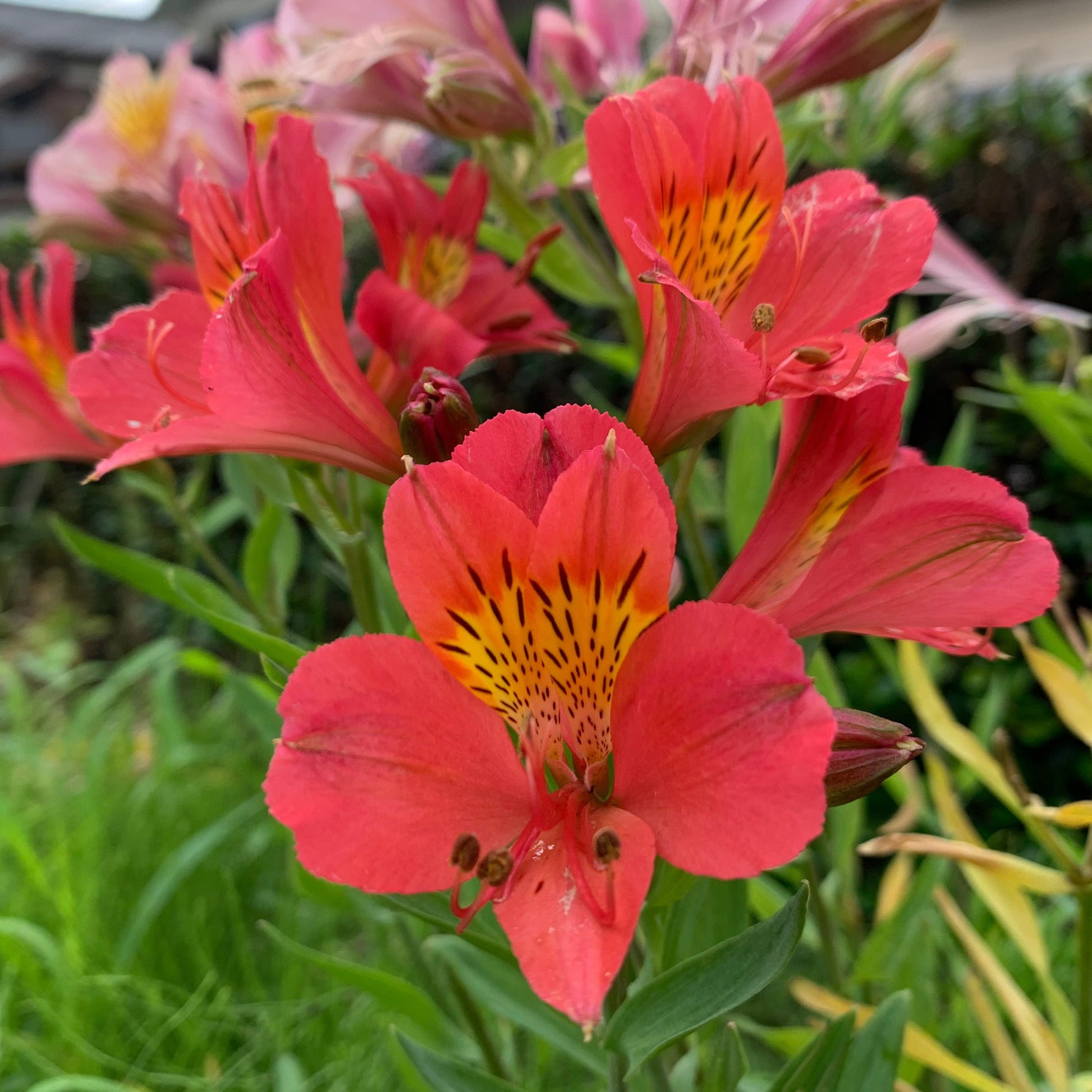 Inkalilie ‘Little Miss Zoe’® - Alstroemeria Little Miss Zoé ® - Bakker