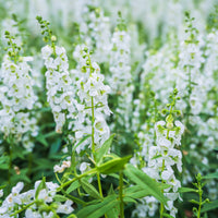 Angelonie weiß - Angelonia white - Bakker