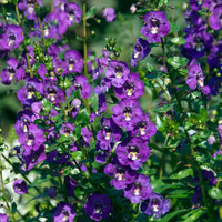 Angelonia - Angelonia - Bakker