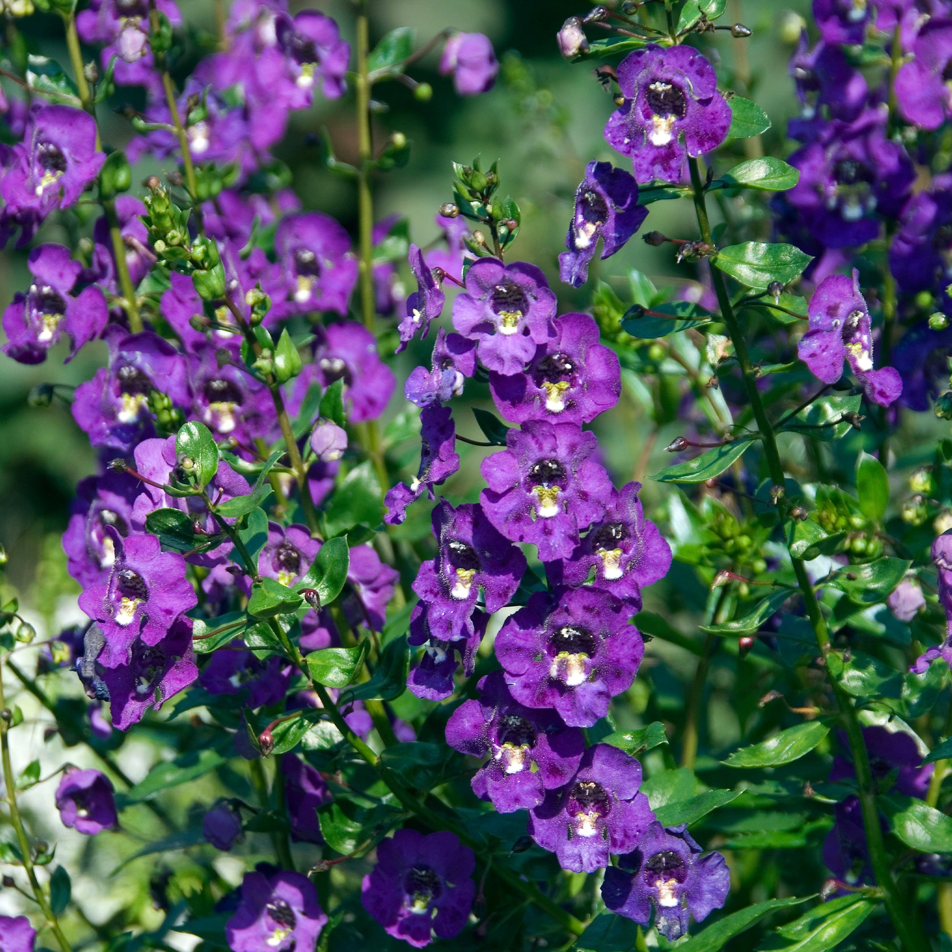 Angelonia - Angelonia - Bakker