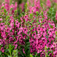 Angelonie rosa - Angelonia pink - Bakker