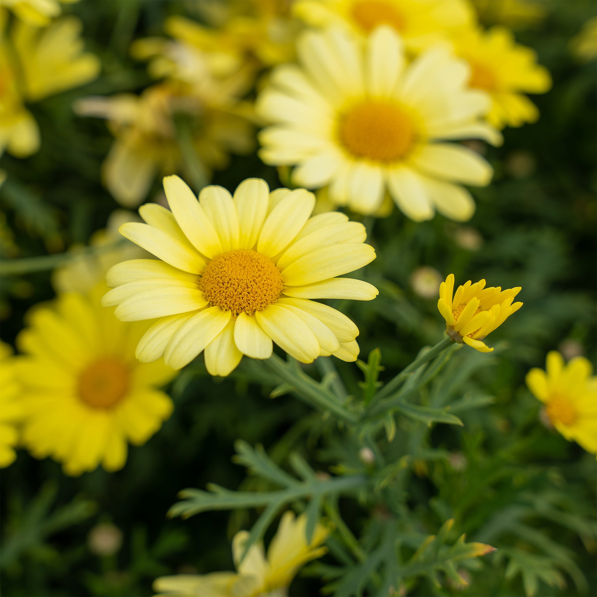 Strauchmargerite 'Grandaisy Gold'® - Argyranthemum Grandaisy ® Gold - Bakker