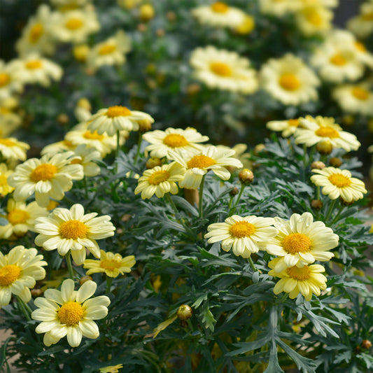 Strauchmargerite 'Grandaisy Gold'® - Bakker