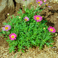 Strauchmargerite 'Grandaisy Pink Tourmaline'® - Bakker