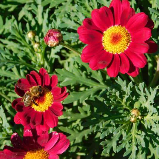 Strauchmargerite 'Grandaisy Ruby'® - Bakker
