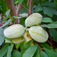 Asimina triloba - Indianerbanane (Pawpaw) - Exotische Obstbäume