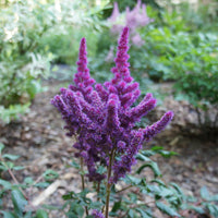 Prachtspiere ‘Little Vision in Purple’® - Astilbe chinensis Little Vision in Purple ® - Bakker