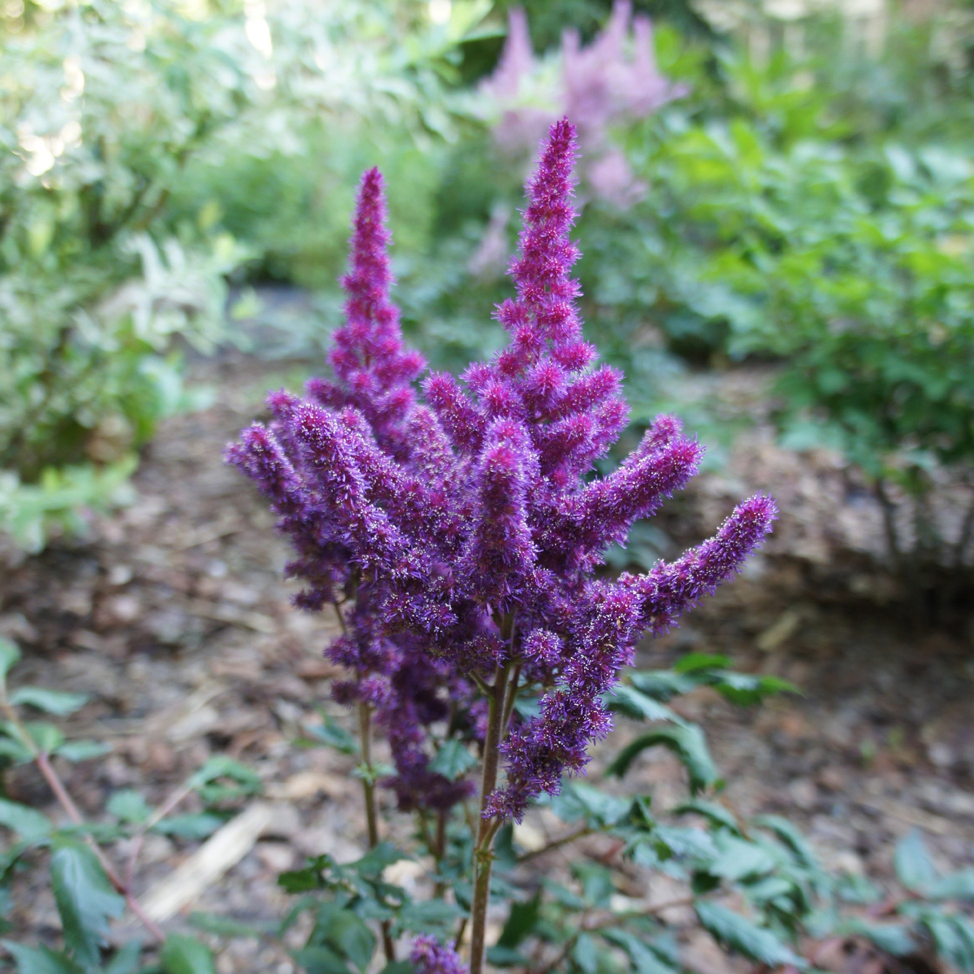 Prachtspiere ‘Little Vision in Purple’® - Astilbe chinensis Little Vision in Purple ® - Bakker