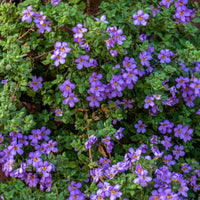 Bacopa Blau - Bacopa blue - Bakker