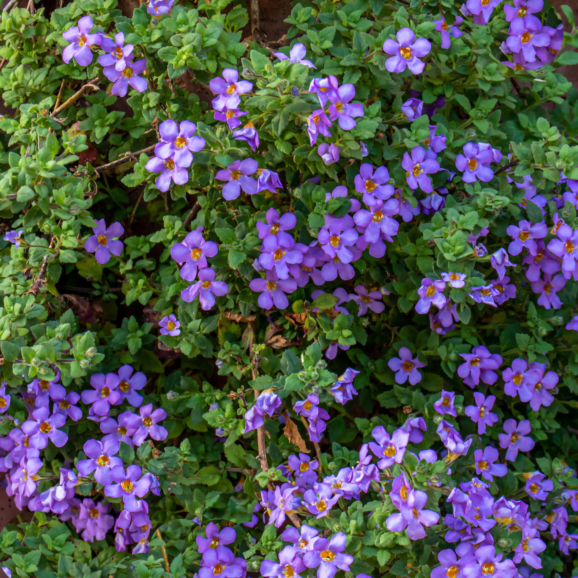 Bacopa Blau - Bacopa blue - Bakker