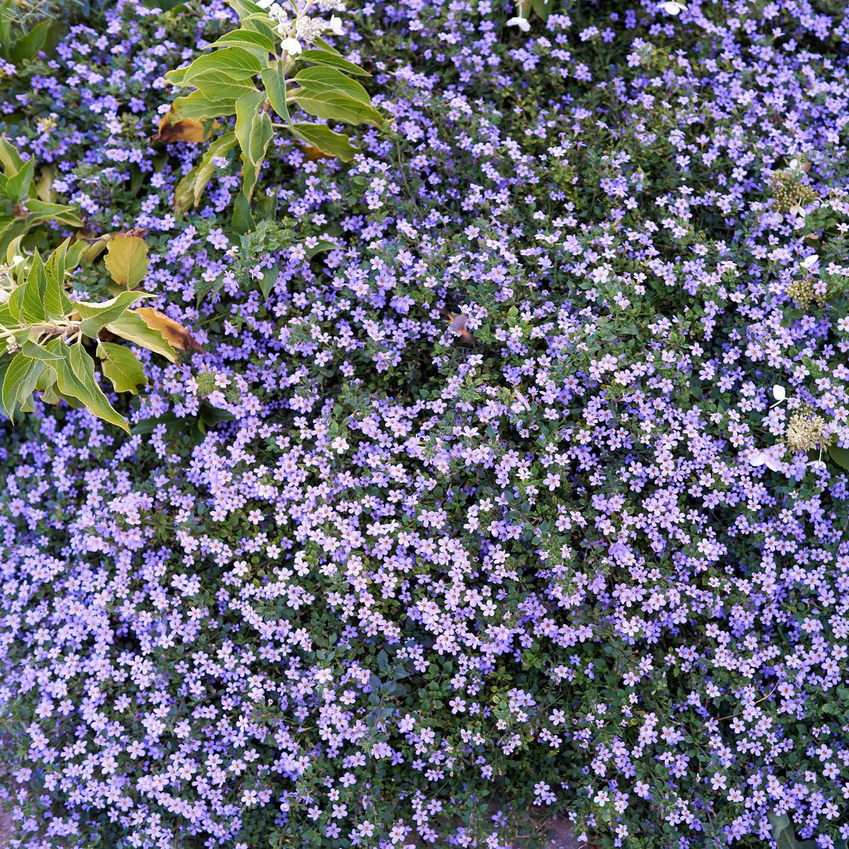 Bacopa Blau - Bakker