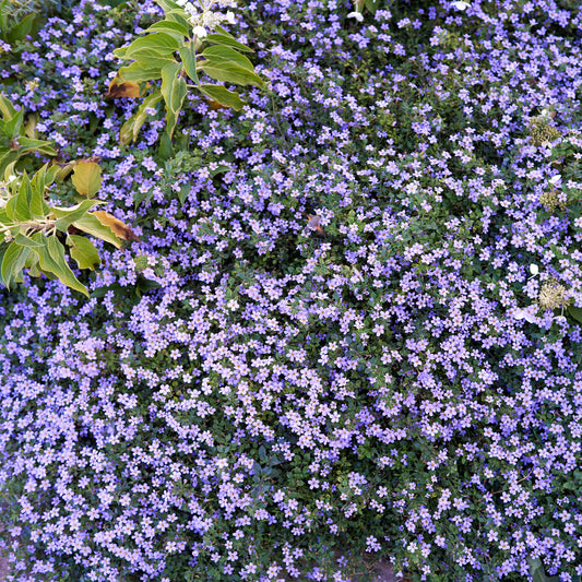 Bacopa Blau - Bakker