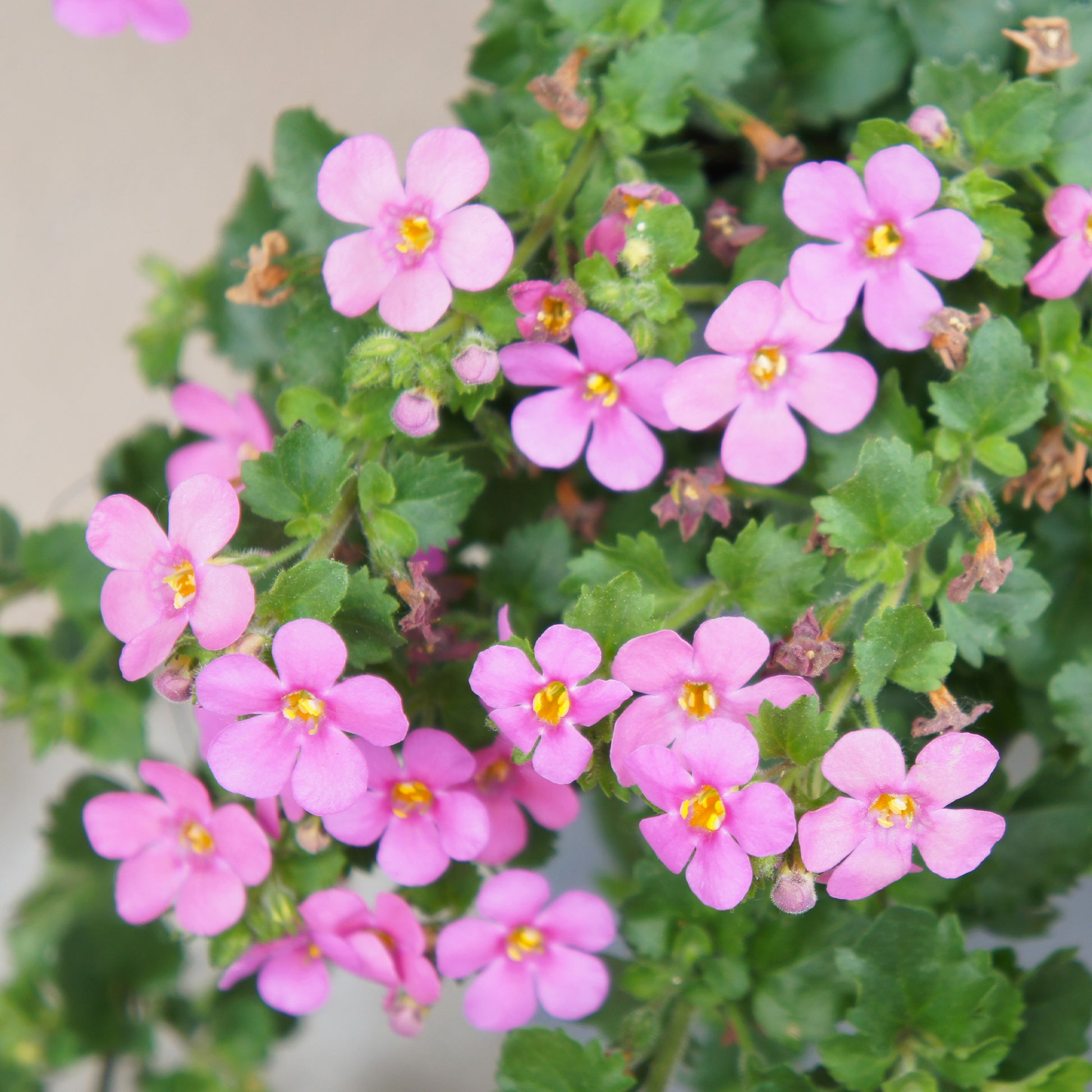 Schneeflockenblume rosa (Bacopa) - Bacopa pink - Bakker