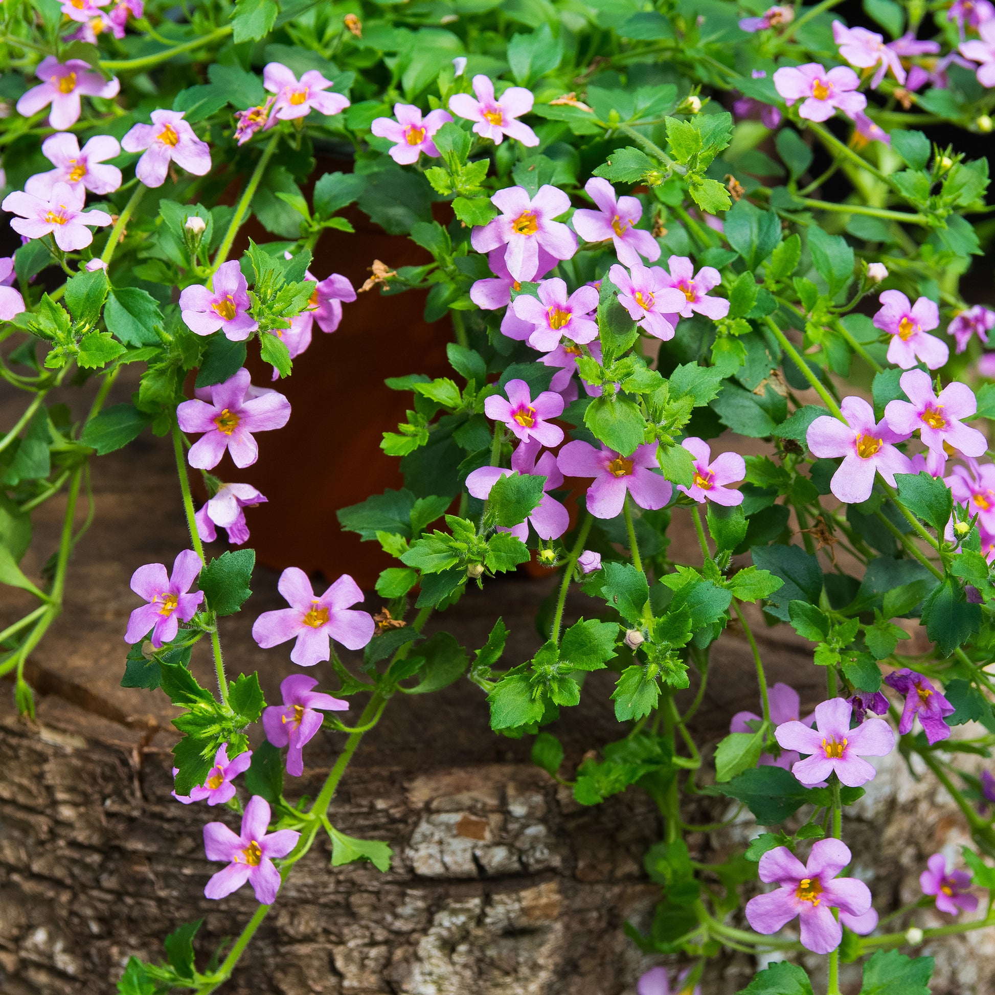 Schneeflockenblume rosa (Bacopa) - Bakker