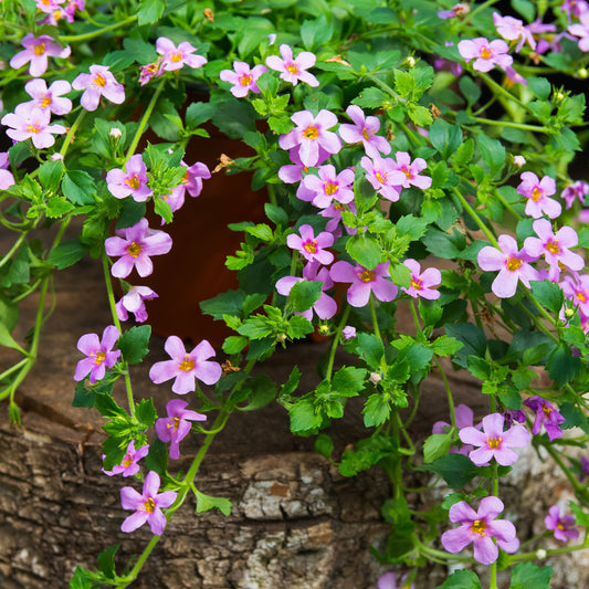 Schneeflockenblume rosa (Bacopa) - Bakker