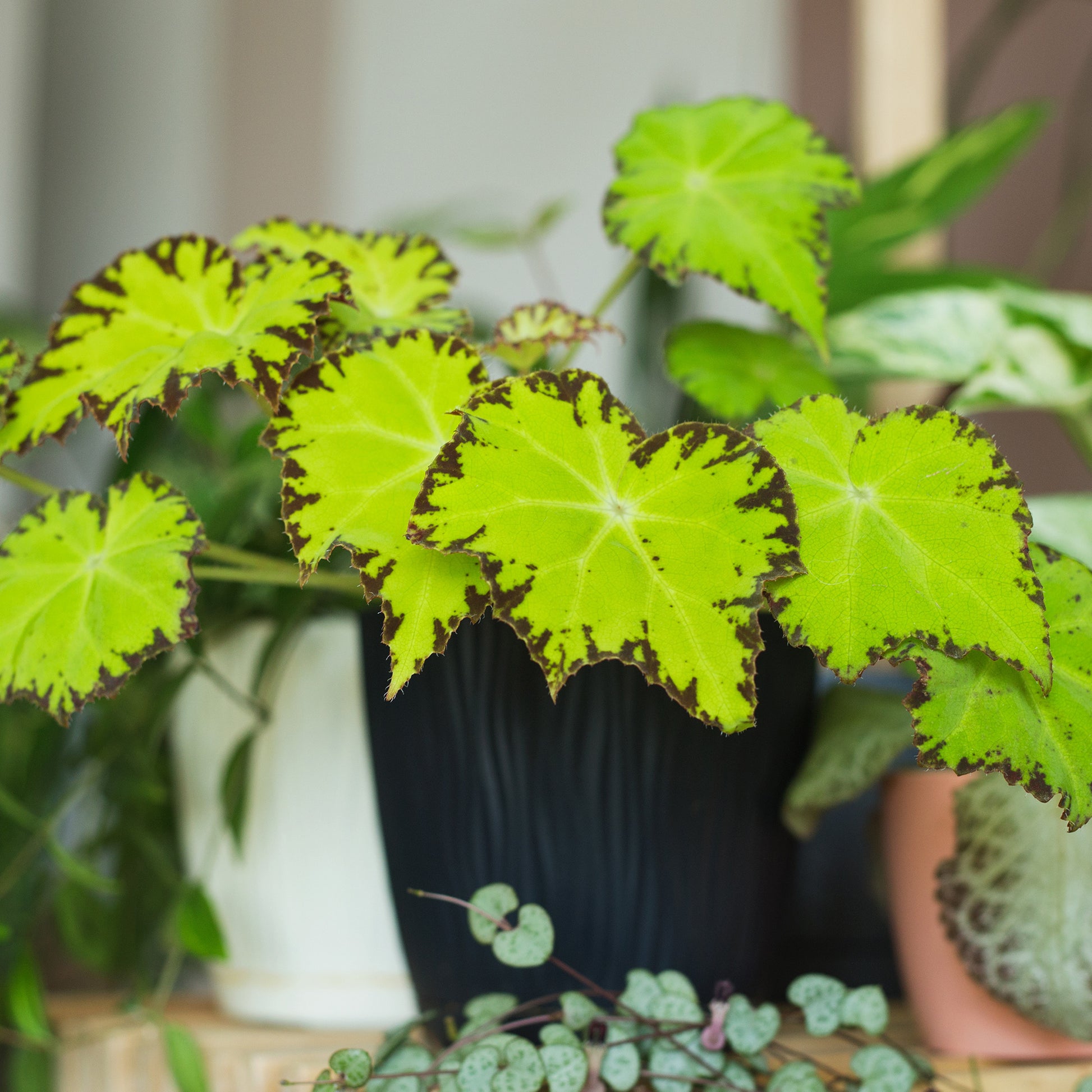 Begonie Lima Love - Begonia rex Beleaf Lima Love - Bakker