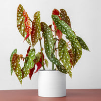 Begonie maculata - Begonia maculata - Bakker