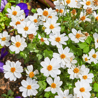 Zweizahn ‘White Delight’ - Bidens ferulifolia White Delight - Bakker