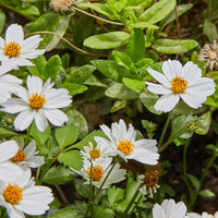 Zweizahn ‘White Delight’ - Bakker