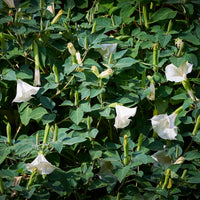 Verkauf Engelstrompete weiß - Brugmansia arborea