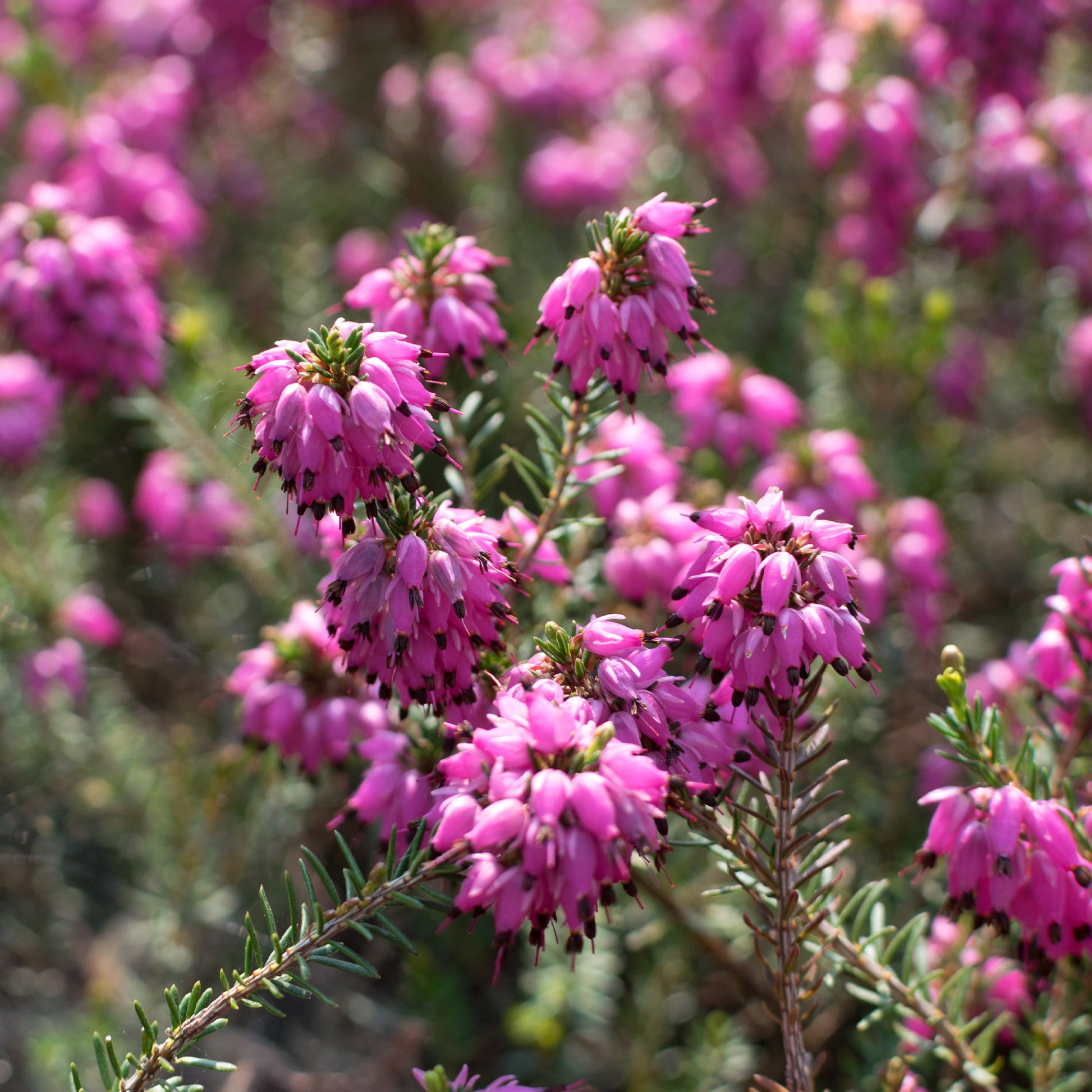 Winterheide ‘Myretoun Ruby’ - Erica carnea Myretoun Ruby - Bakker