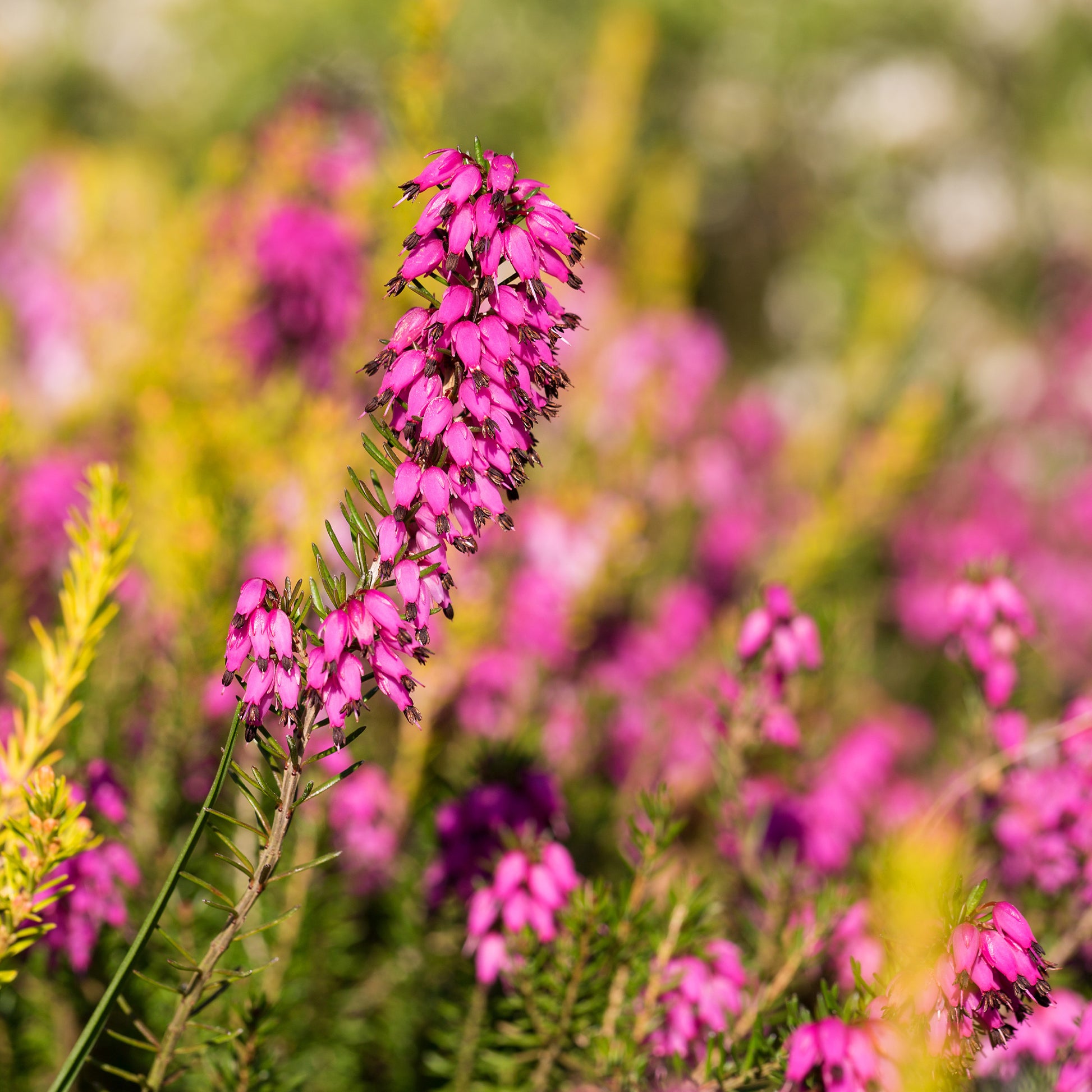 Winterheide ‘Myretoun Ruby’ - Bakker