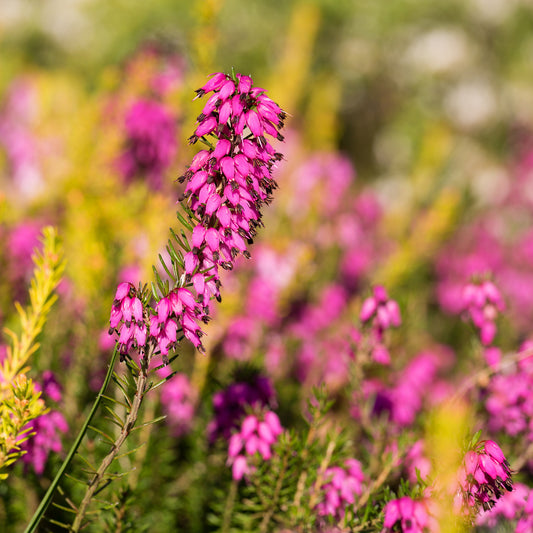 Winterheide ‘Myretoun Ruby’ - Bakker