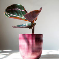 Korbmarante ‘Dottie’ - Calathea roseopicta Dottie - Bakker