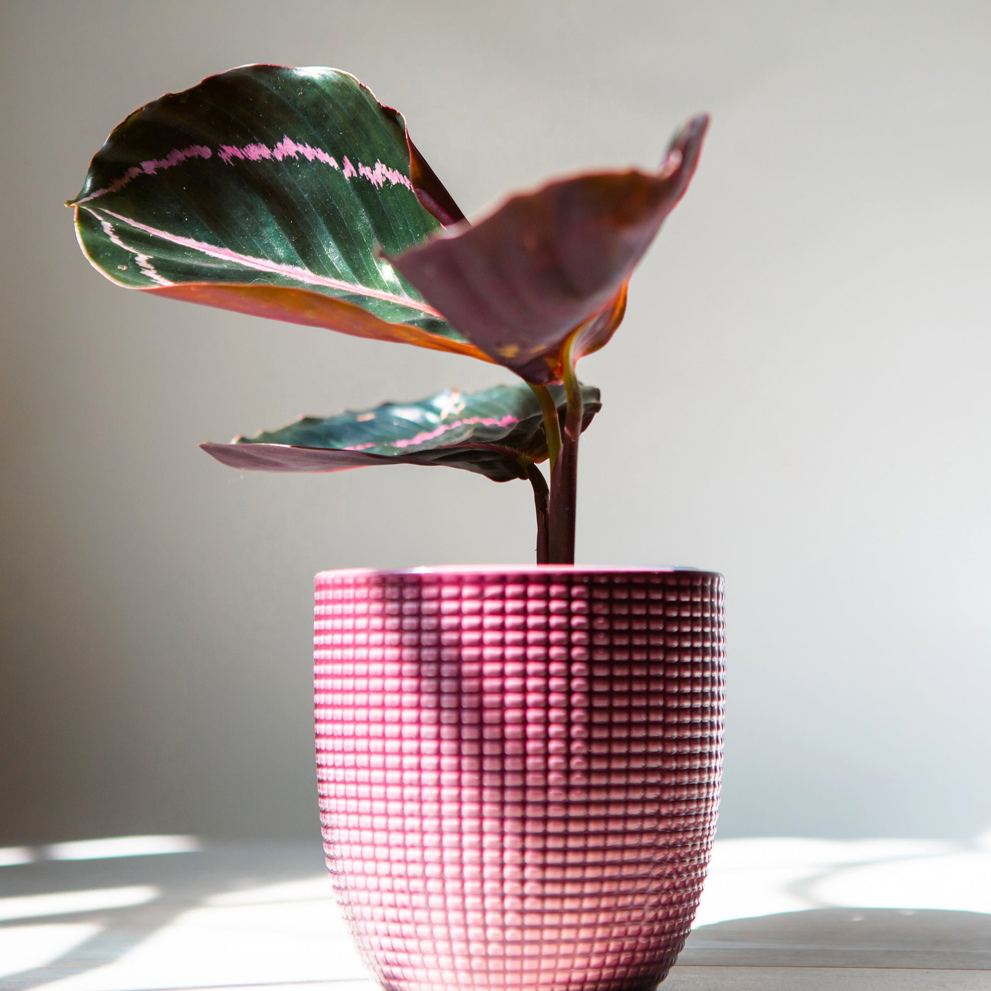 Korbmarante ‘Dottie’ - Calathea roseopicta Dottie - Bakker