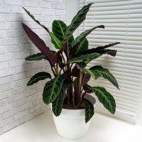 Korbmarante ‘Warscewiczii’ - Calathea warscewiczii - Bakker