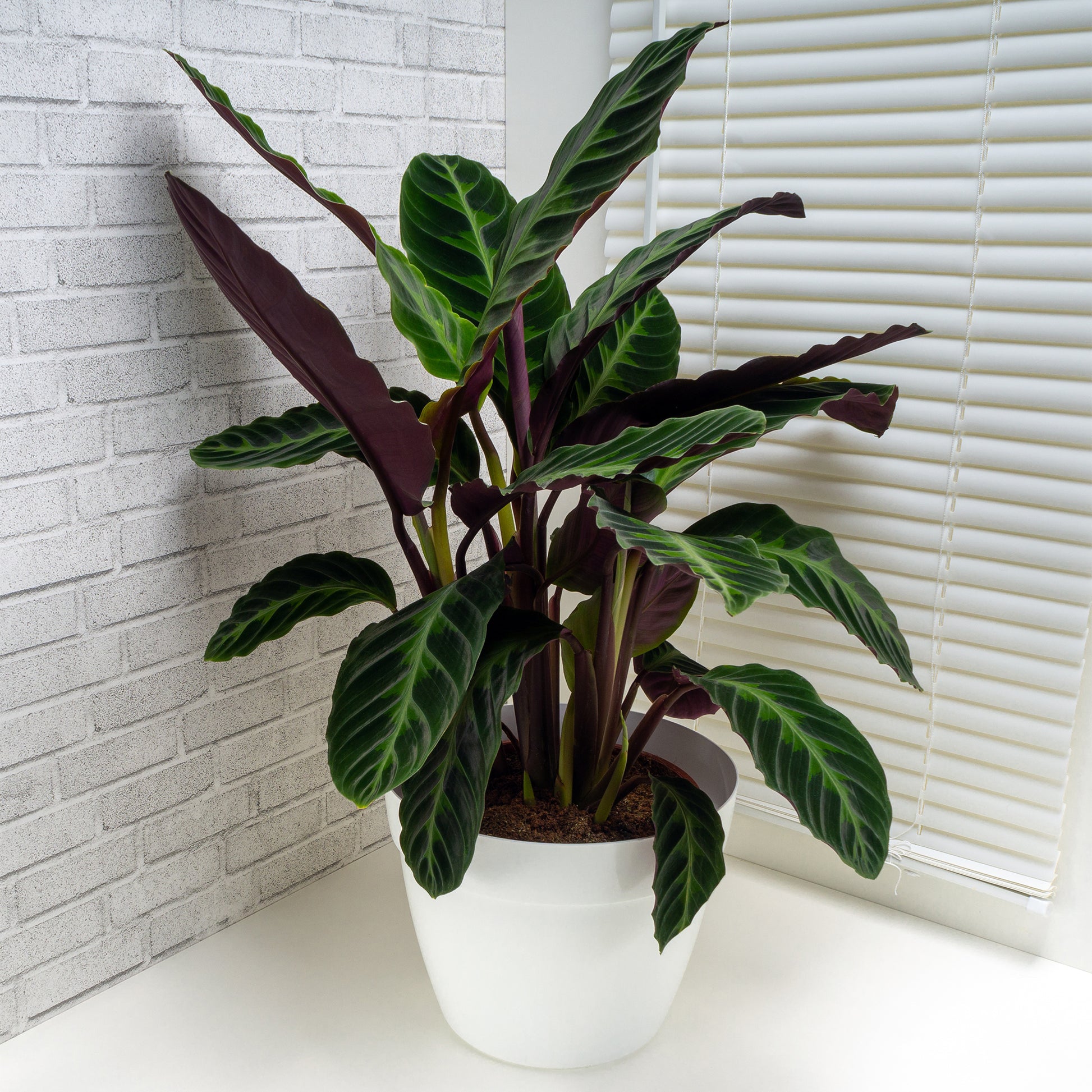Korbmarante ‘Warscewiczii’ - Calathea warscewiczii - Bakker
