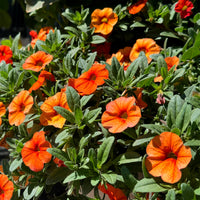 Zauberglöckchen Orange (x3) - Bakker