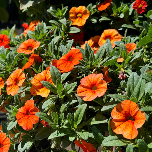 Zauberglöckchen Orange (x3) - Bakker