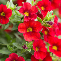 Zauberglöckchen rot - Calibrachoa hybride red - Bakker