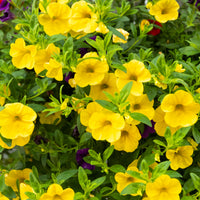Zauberglöckchen Gelb (x3) - Calibrachoa hybride yellow - Bakker