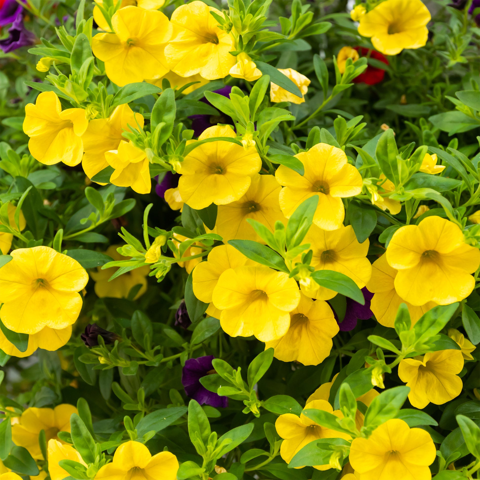 Zauberglöckchen Gelb (x3) - Calibrachoa hybride yellow - Bakker