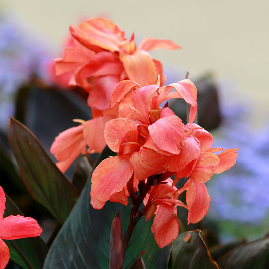 Blumenrohr 'Angélique' - Bakker