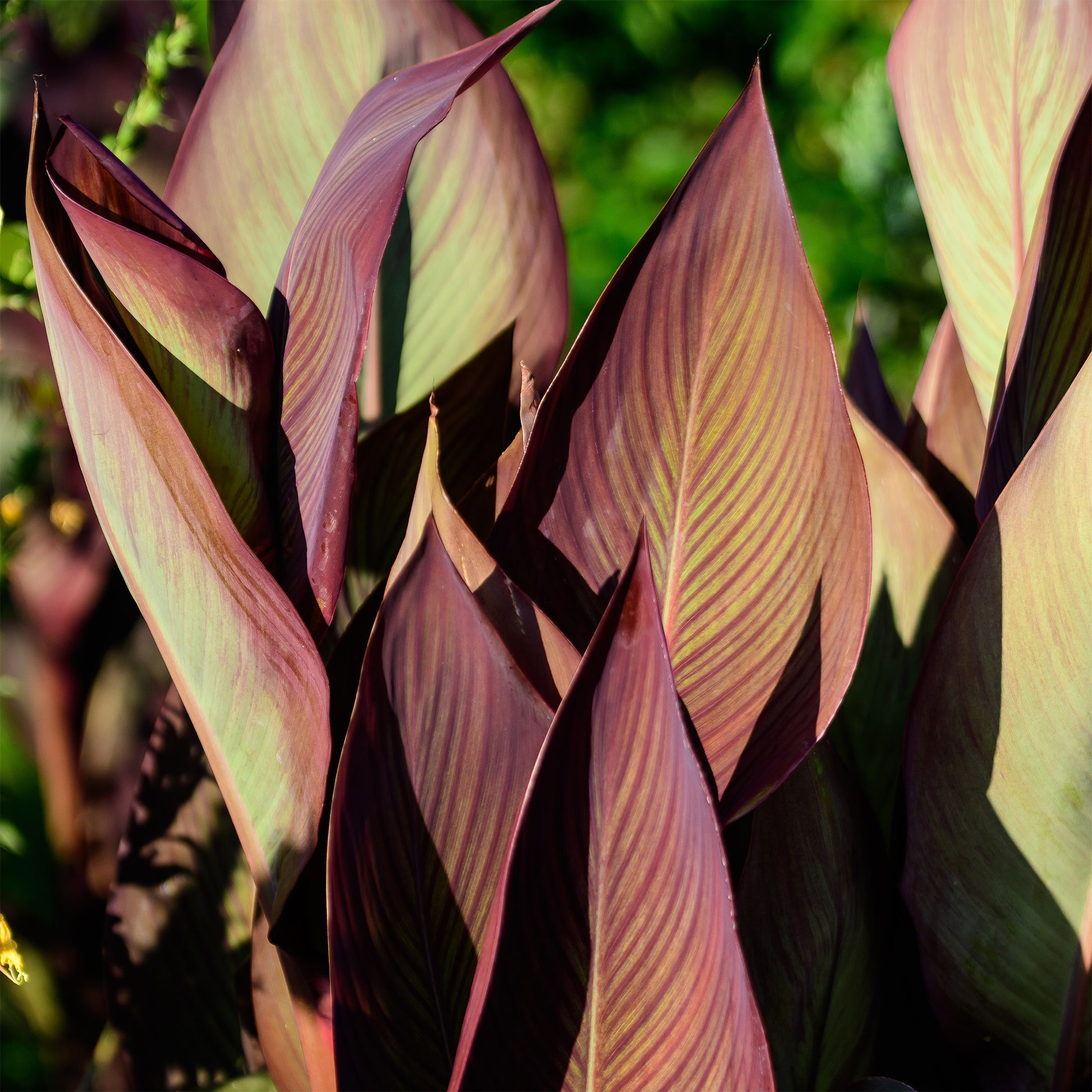 Blumenrohr 'Angélique' - Canna indica Angelique - Bakker