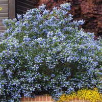 Ceanothus thyrsiflorus Skylark - Säckelblume Skylark - Säckelblume