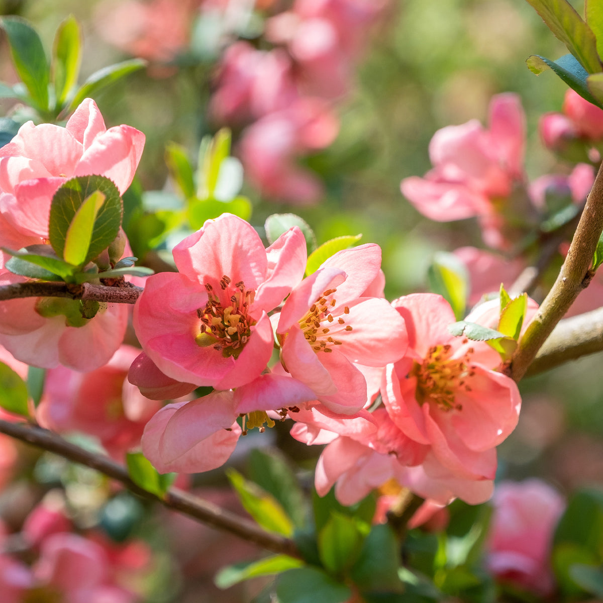 Zierquitte Pink Lady - Bakker