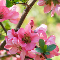 Zierquitte Pink Lady - Chaenomeles x superba Pink Lady - Bakker