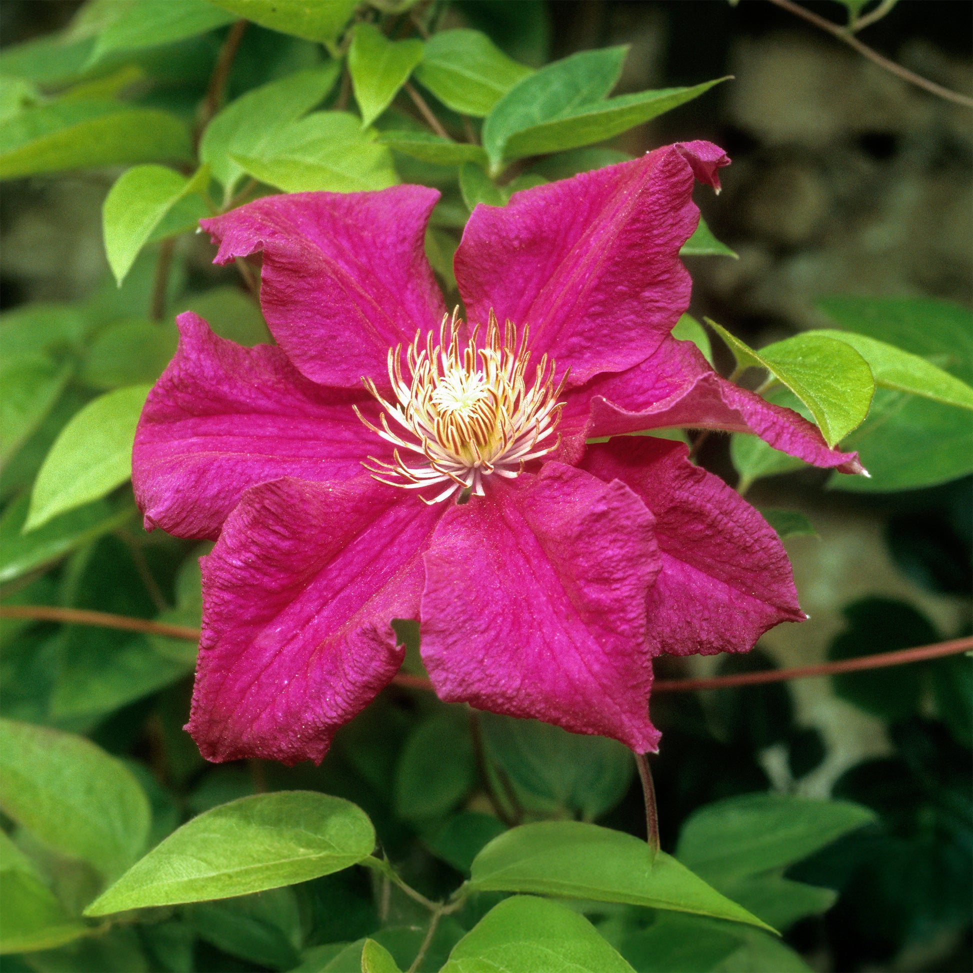 Italienische Waldrebe ‘Ernest Markham’ - Clematis viticella Ernest markham - Bakker