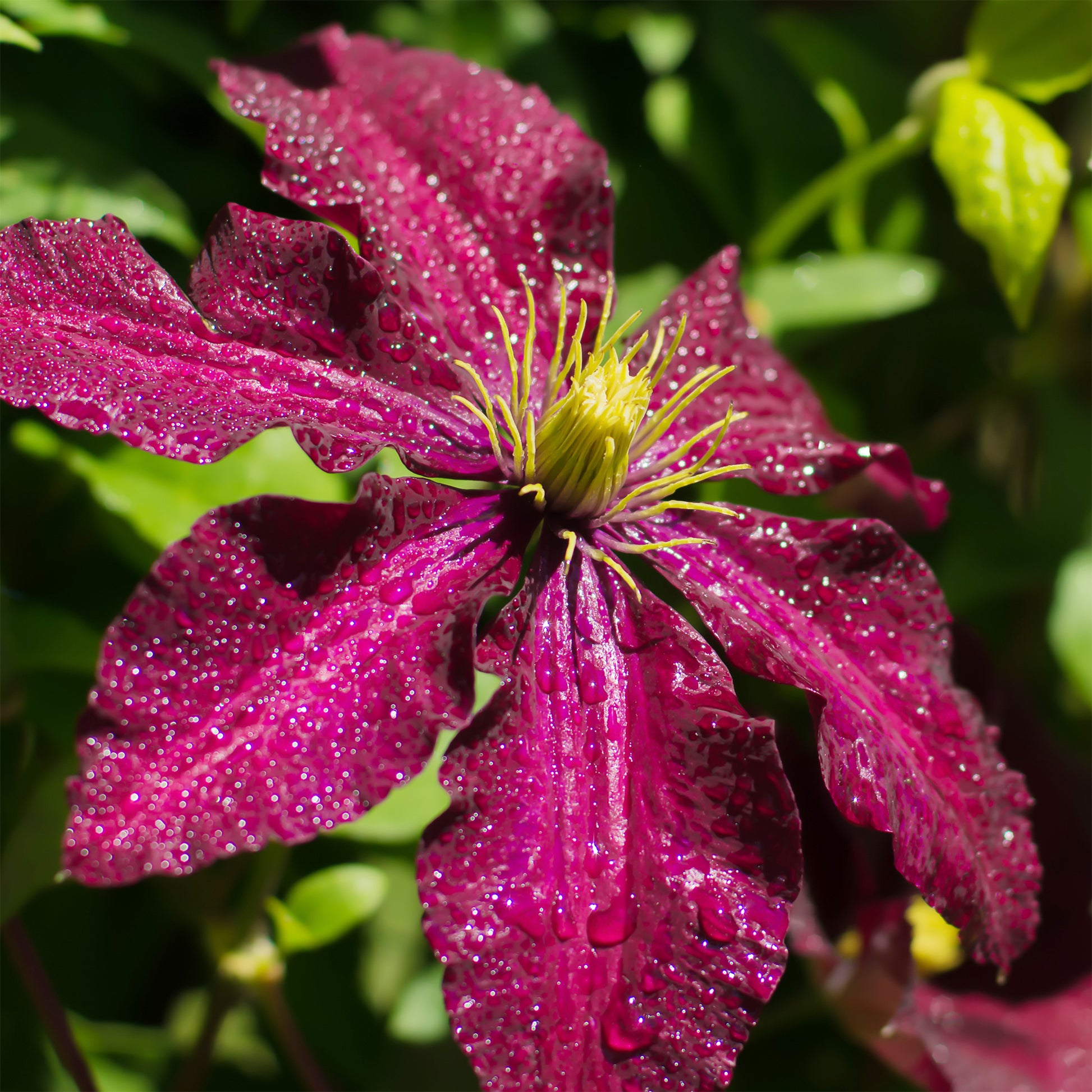 Clematis Niobe - Waldrebe ‘Niobe’ - Clematis