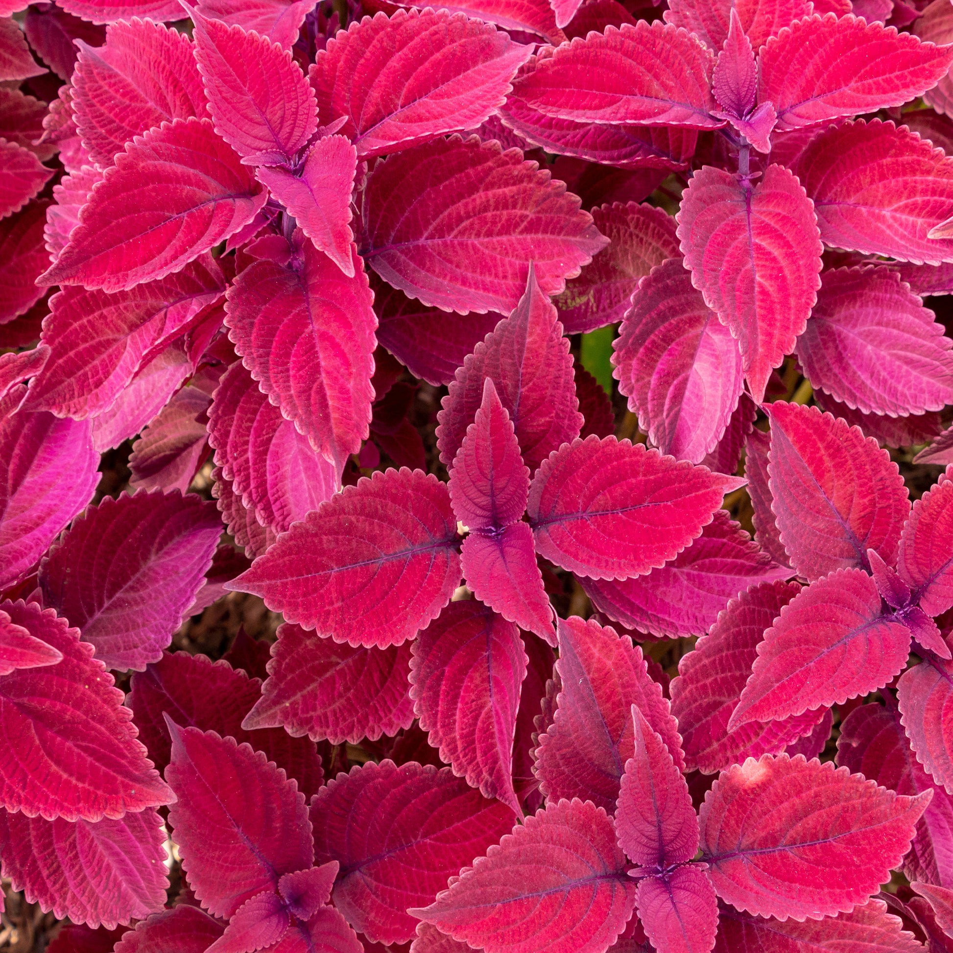 Buntnessel ‘Red Head’ - Coleus Redhead - Bakker