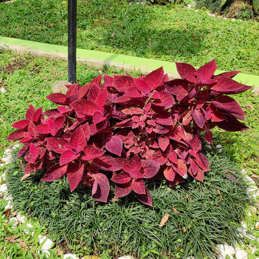 Buntnessel ‘Red Head’ - Bakker