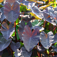 Elefantenohr ‘Black Magic’ - Colocasia rubra Black Magic - Bakker