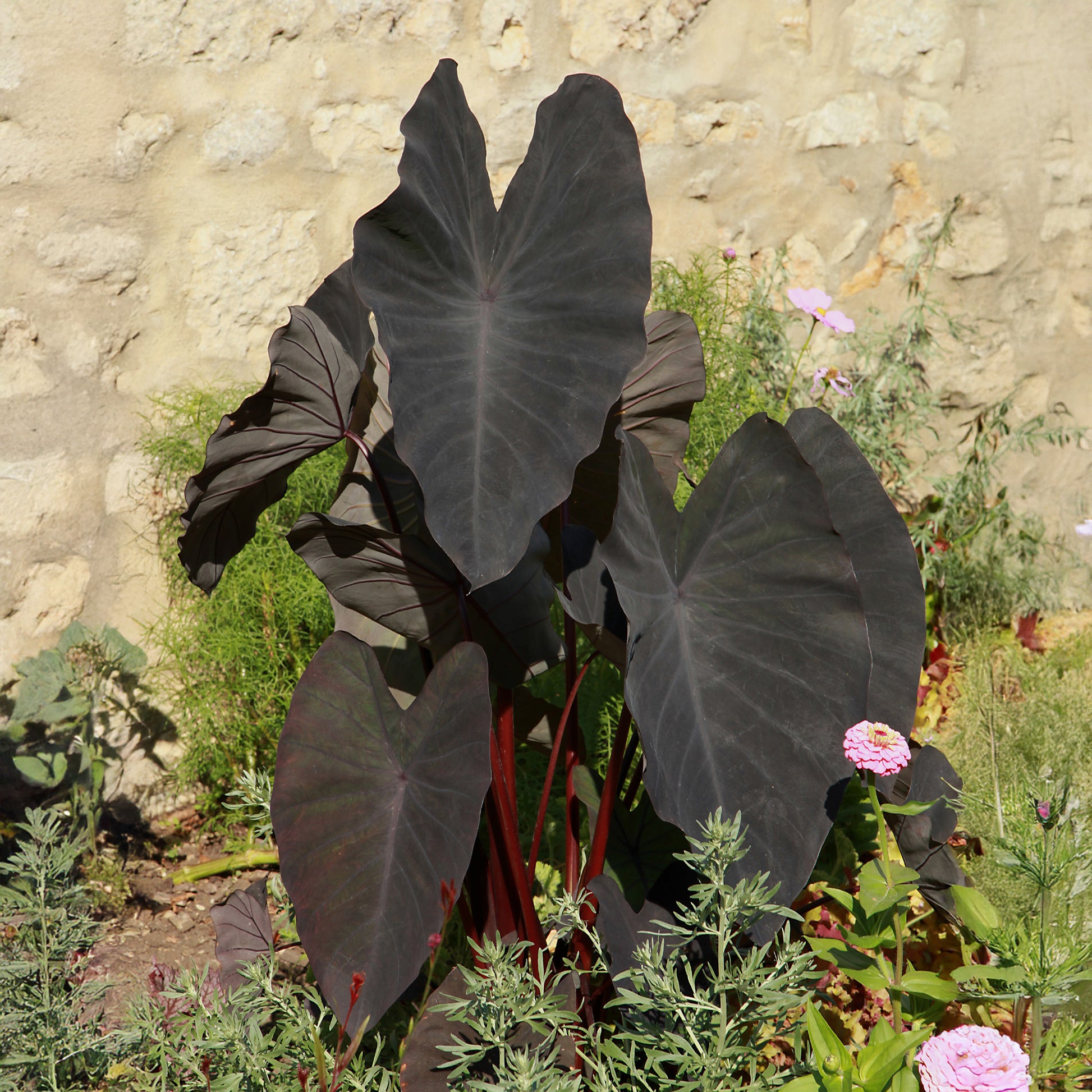 Colocasia rubra Black Magic - Elefantenohr ‘Black Magic’ - Uferpflanzen